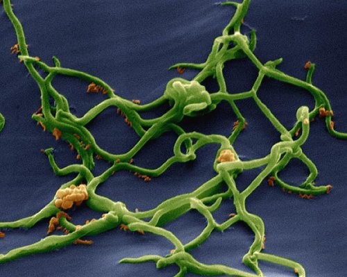 Borreliose, Borrelien, Gregor Schäfer